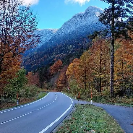 Twin Peak Edelweiss *
